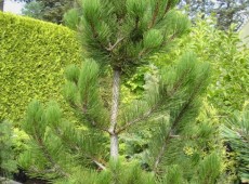 Pinus heldreichii 'Satellit' -Selektion aus der Schlangenhautkiefer-