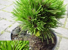 Pinus heldreichii 'Smidtii' -Schlangenhautkiefer-