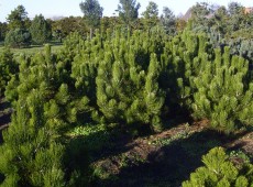 Pinus heldreichii var. leucodermis -Schlangenhautkiefer-