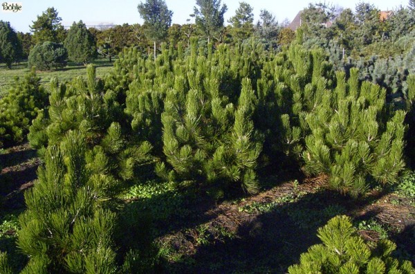 Pinus heldreichii var. leucodermis -Schlangenhautkiefer-