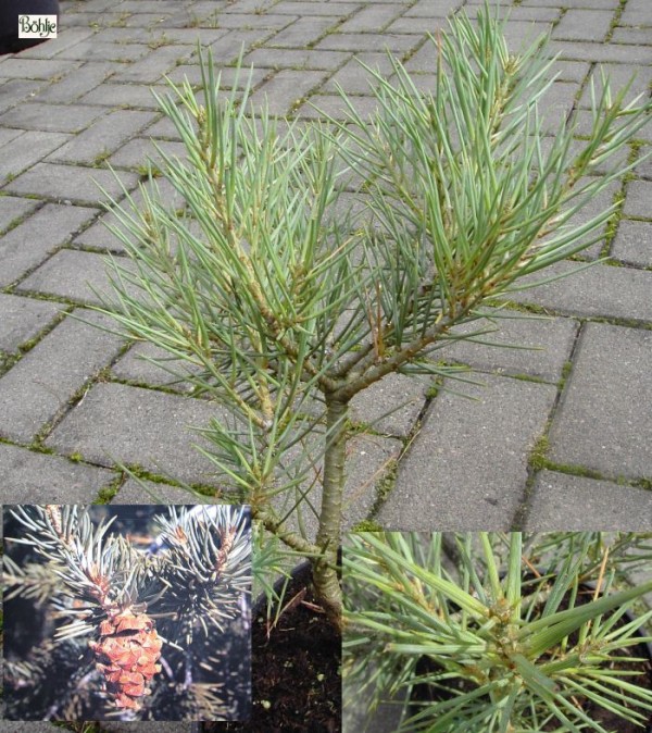 Pinus monophylla -kalifornische Kiefer-