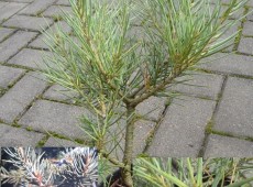 Pinus monophylla -kalifornische Kiefer-