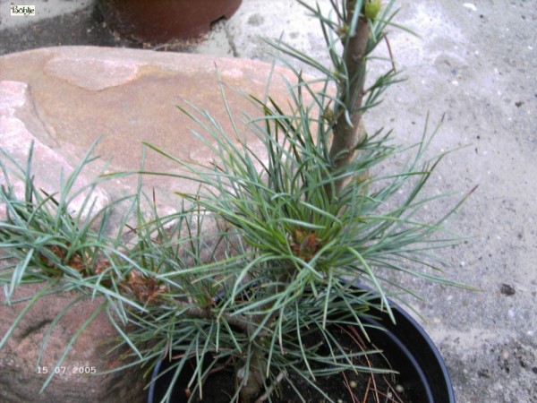 Pinus monticola 'Undulata' -Kiefer-