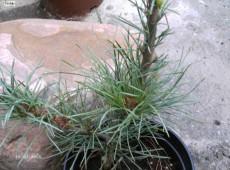 Pinus monticola 'Undulata' -Kiefer-