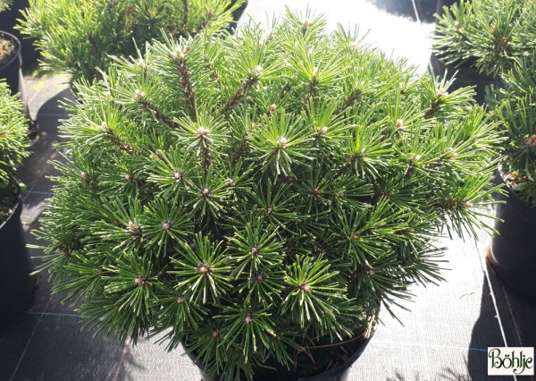 Pinus mugo 'Benjamin' -Zwergform der Bergkiefer-