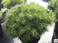 Pinus mugo 'Benjamin' -Zwergform der Bergkiefer-