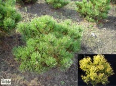 Pinus mugo 'Carsten's Wintergold' -Bergkiefer-