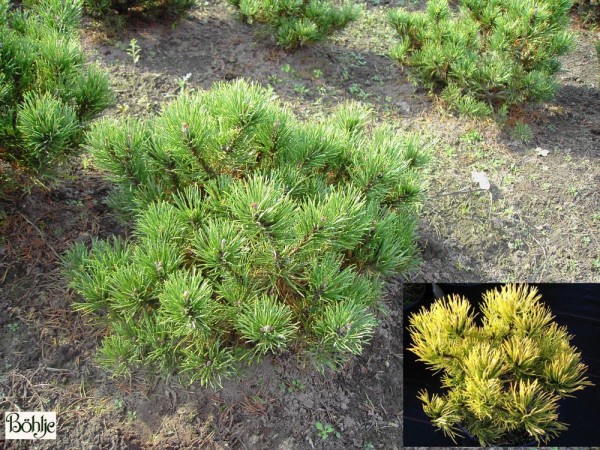 Pinus mugo 'Carsten's Wintergold' -Bergkiefer-