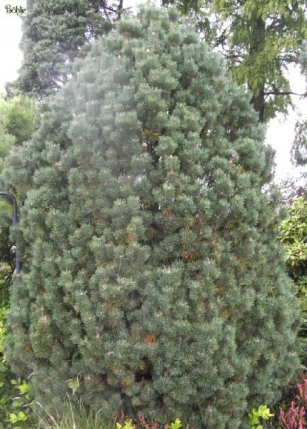 Pinus mugo 'Columbo'  ('Columnaris') -Bergkiefer-
