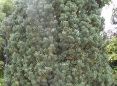 Pinus mugo 'Columbo'  ('Columnaris') -Bergkiefer-