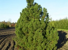 Pinus mugo 'Gnom' -Bergkiefer-
