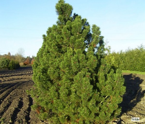 Pinus mugo 'Gnom' -Bergkiefer-