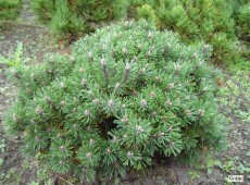 Pinus mugo 'Humpy' -Bergkiefer-