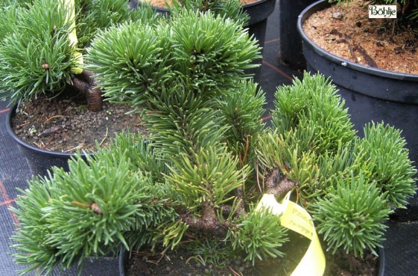 Pinus mugo 'Jacobsen'