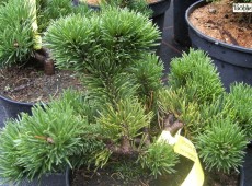 Pinus mugo 'Jacobsen'