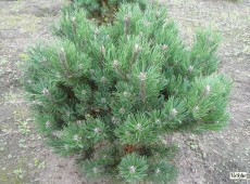 Pinus mugo 'Laurin' -Bergkiefer-