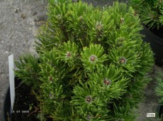 Pinus mugo 'Limerik' -Bergkiefer-