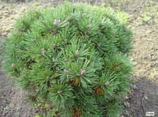 Pinus mugo 'Mini Mops' -Bergkiefer-