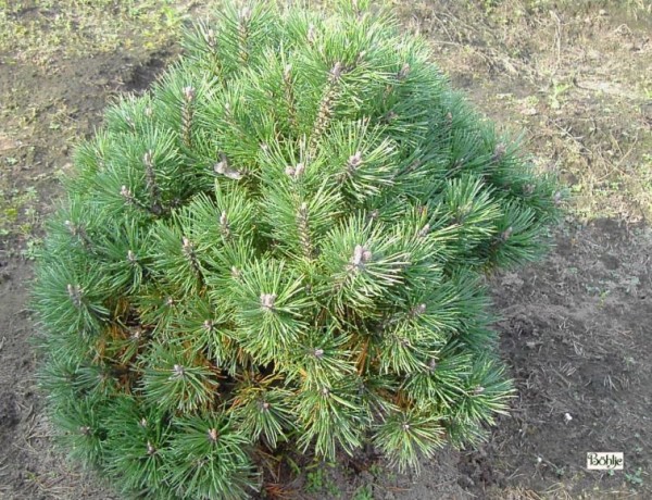 Pinus mugo 'Mops' -Bergkiefer-