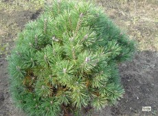 Pinus mugo 'Mops' -Bergkiefer-