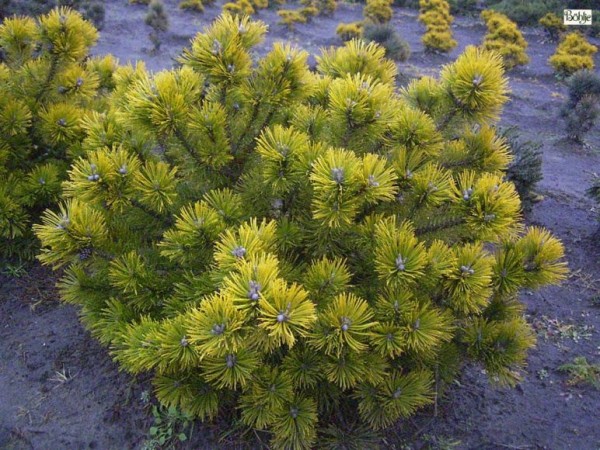 Pinus mugo 'Ophir' -Bergkiefer-