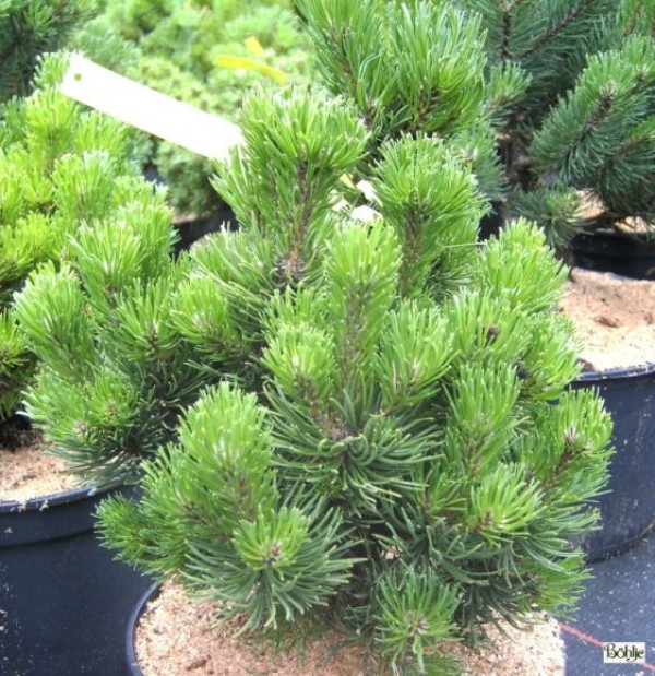 Pinus mugo 'Picobello'