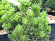 Pinus mugo 'Picobello'