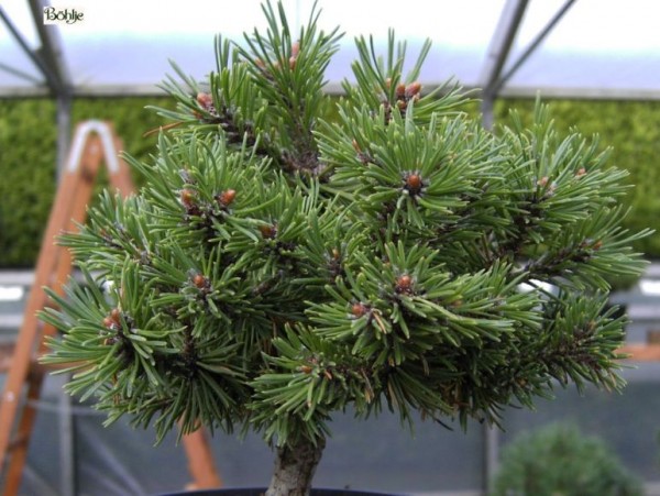 Pinus mugo 'Pleszew' -Bergkiefer-               Böhlje Auslese 