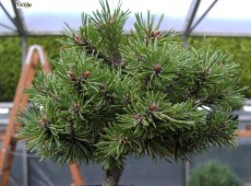 Pinus mugo 'Pleszew' -Bergkiefer-               Böhlje Auslese 