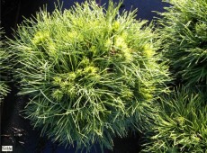 Pinus mugo 'Varella' -Bergkiefer-