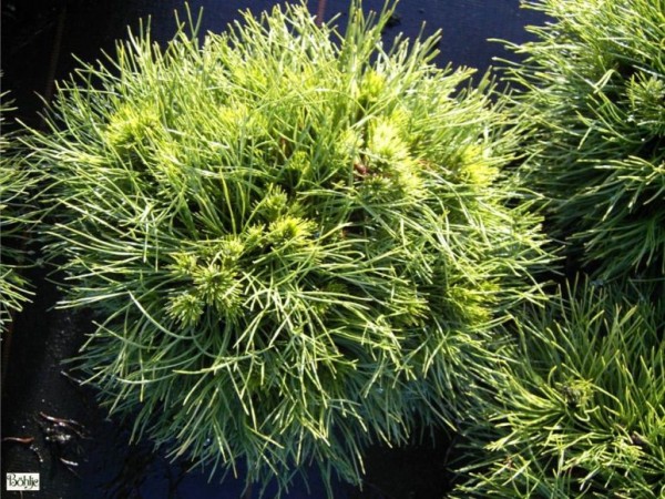 Pinus mugo 'Varella' -Bergkiefer-