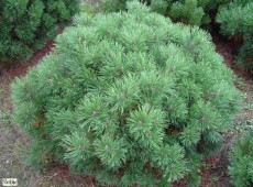 Pinus mugo var. mughus -Krummholzkiefer-