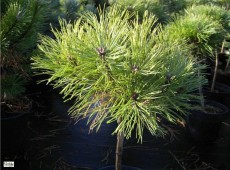 Pinus nigra 'Brepo' -österreichische Schwarzkiefer-