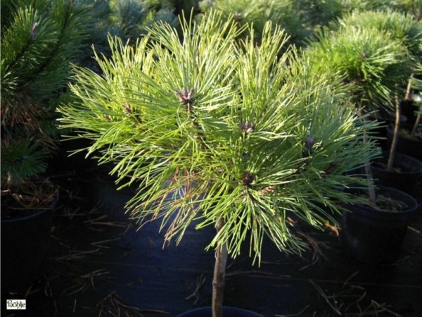 Pinus nigra 'Brepo' -österreichische Schwarzkiefer-