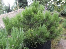 Pinus nigra 'Nana'