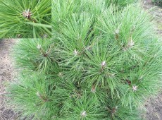 Pinus nigra 'Spielberg' 
