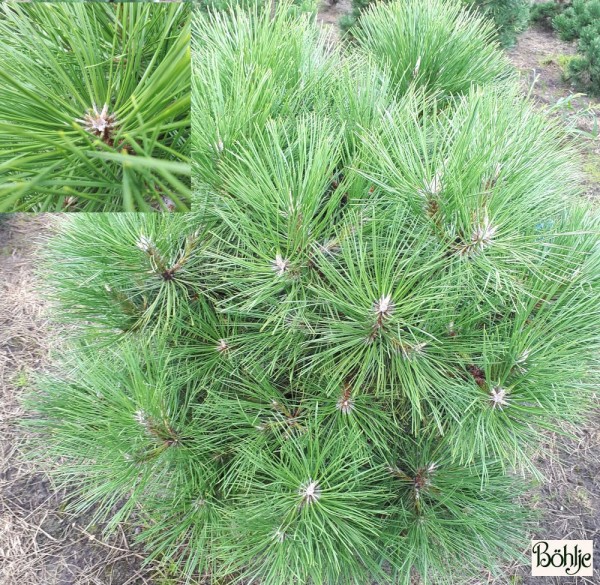 Pinus nigra 'Spielberg' 