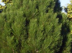 Pinus nigra ssp. nigra -österreichische Schwarzkiefer-