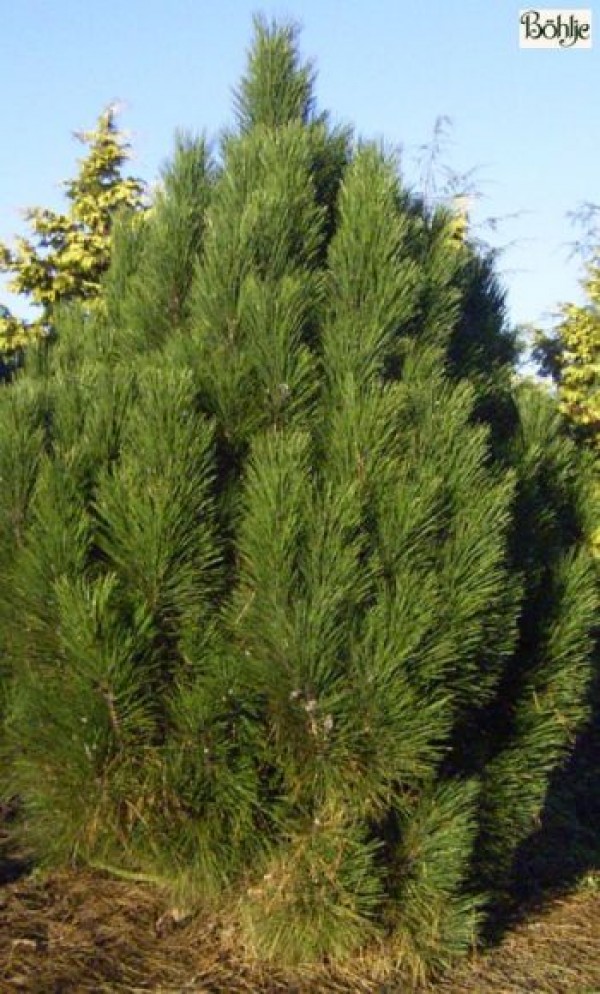 Pinus nigra ssp. nigra -österreichische Schwarzkiefer-