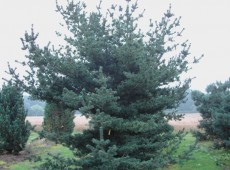 Pinus parviflora 'Brevifolia' 