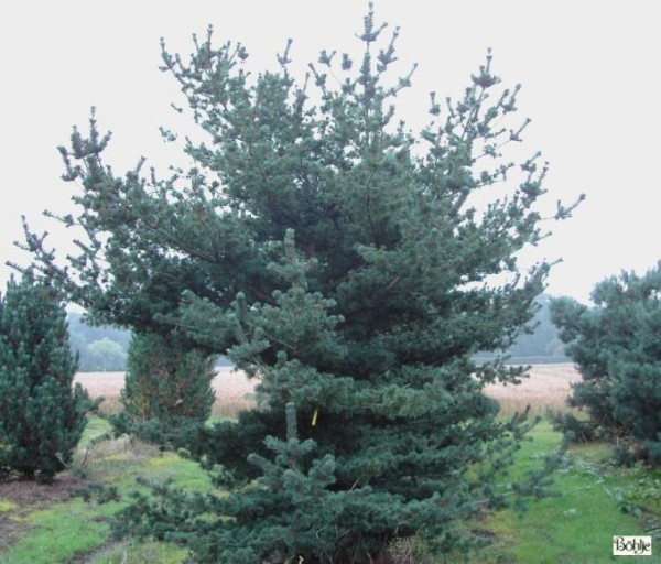 Pinus parviflora 'Brevifolia' 