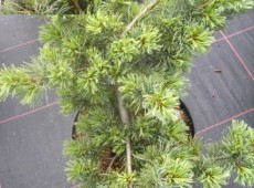 Pinus parviflora 'Fuku-zu-mi'