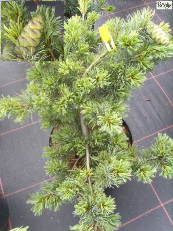 Pinus parviflora 'Fuku-zu-mi'