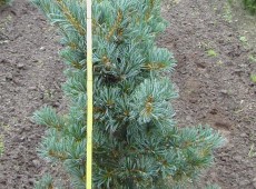 Pinus parviflora 'Glauca' -blaue Mädchenkiefer-