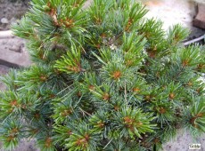 Pinus parviflora 'Hagoromo' -blaue Mädchenkiefer-