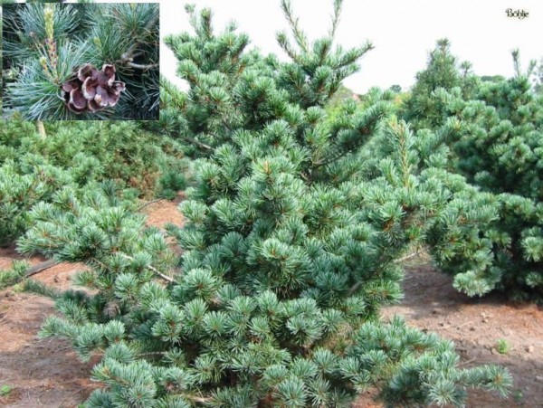 Pinus parviflora 'Negishi' -japanische Selektion der Mädchenkiefer-