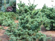 Pinus parviflora 'Negishi' -japanische Selektion der Mädchenkiefer-