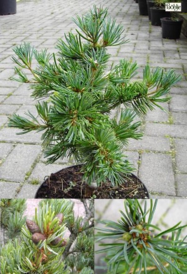 Pinus parviflora 'Pentaphylla Glauca' -blaue Mädchenkiefer-