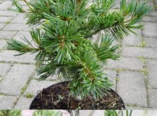 Pinus parviflora 'Pentaphylla Glauca' -blaue Mädchenkiefer-