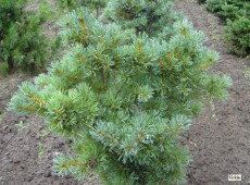 Pinus parviflora 'Schoon's Bonsai' -blaue Mädchenkiefer-